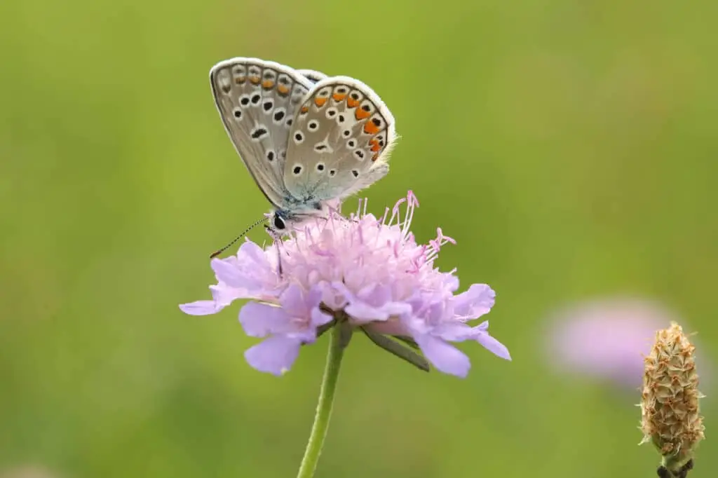 2. Langenfelder Naturgartentag
