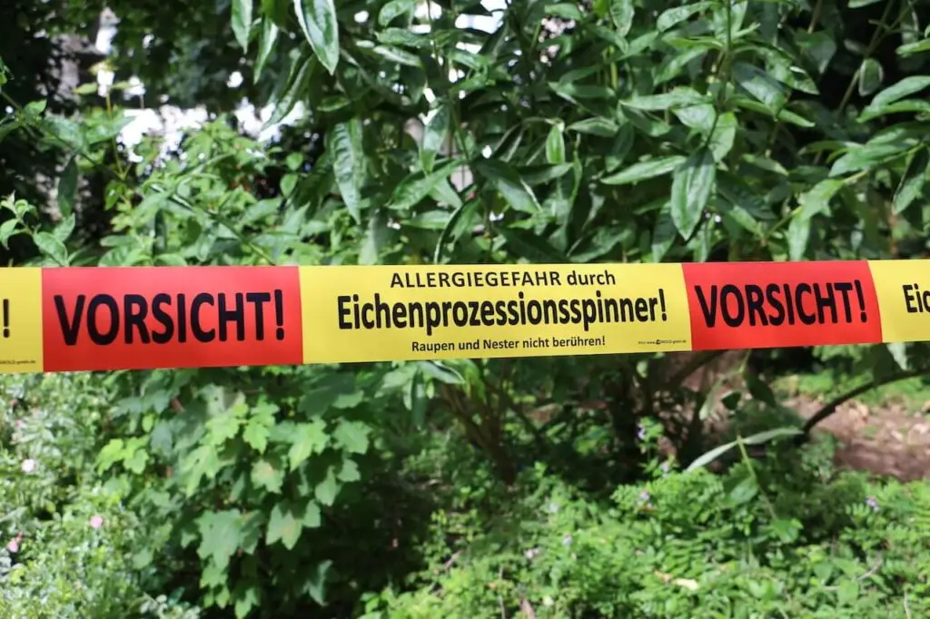 Eichenprozessionsspinner werden auch in diesem Sommer erwartet