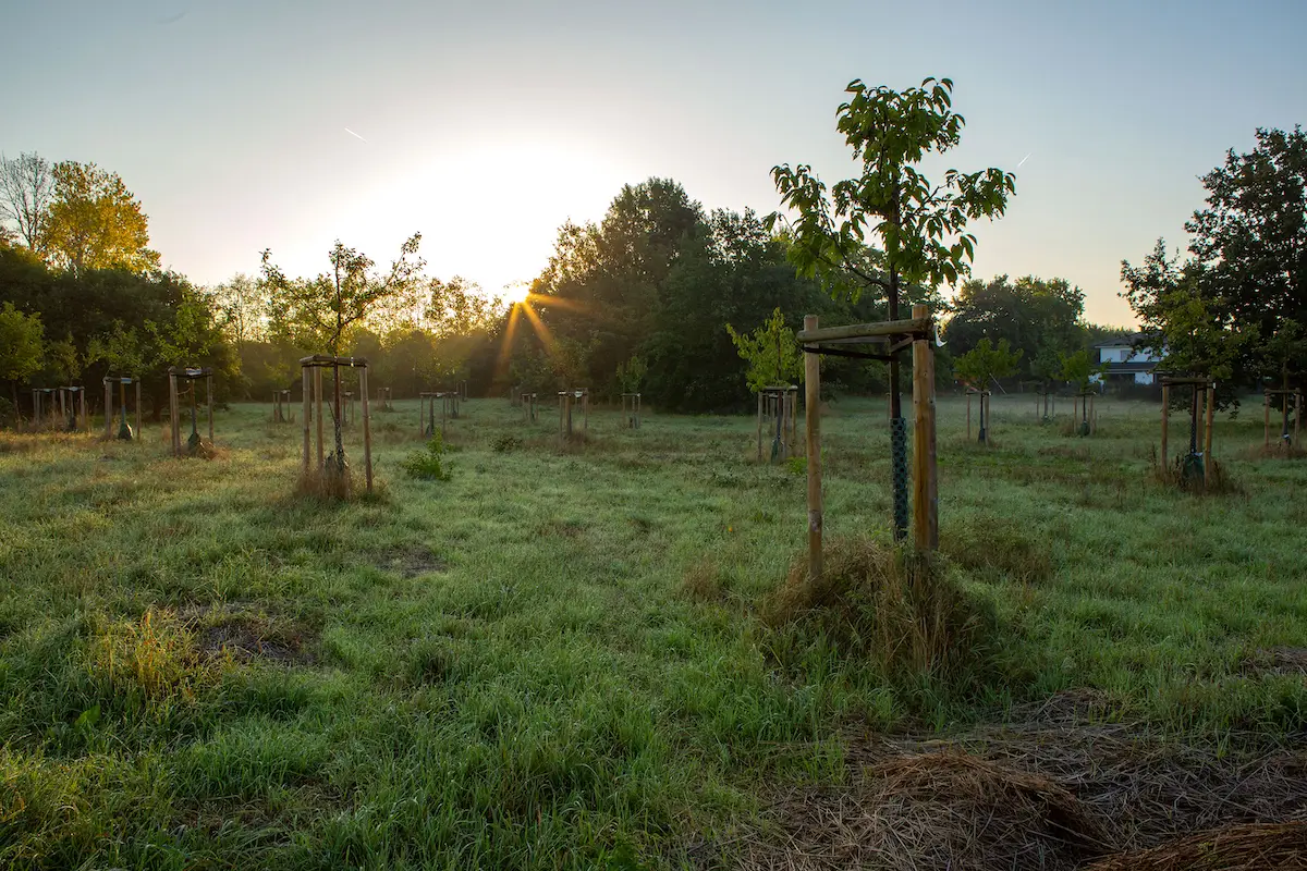 Jetzt mitmachen und am Pflanztag einen Obstbaum spenden 1 Jetzt mitmachen und am Pflanztag einen Obstbaum spenden 1