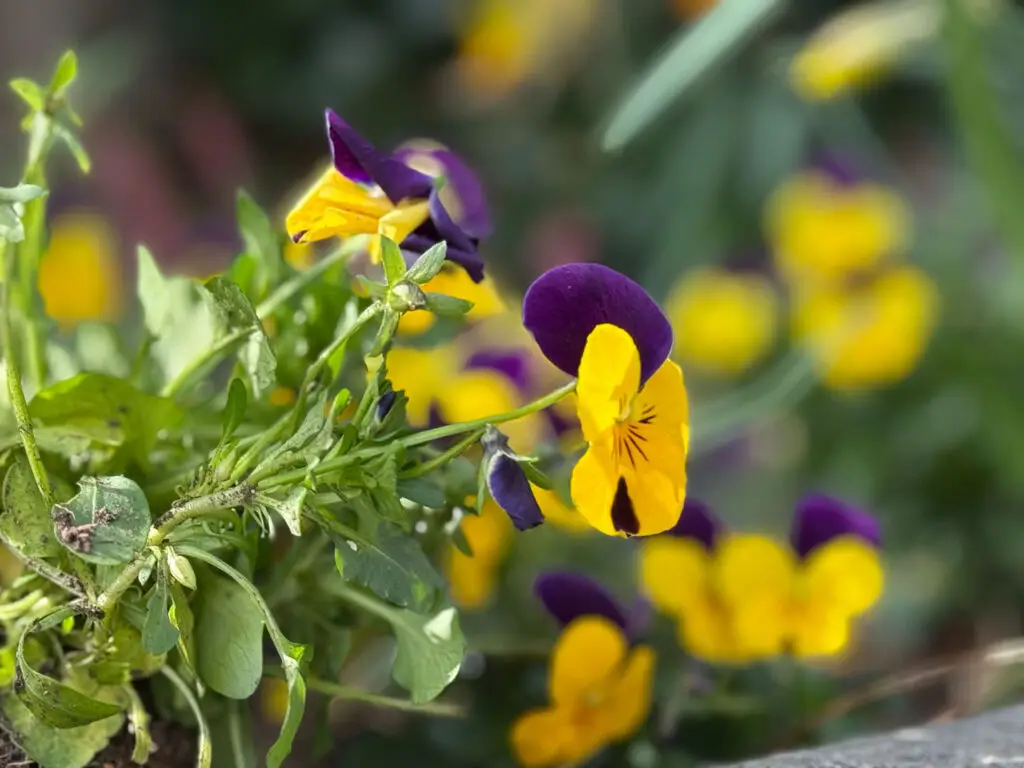 Langenfeld blüht auf: Ein buntes Meer aus 46.000 Blüten