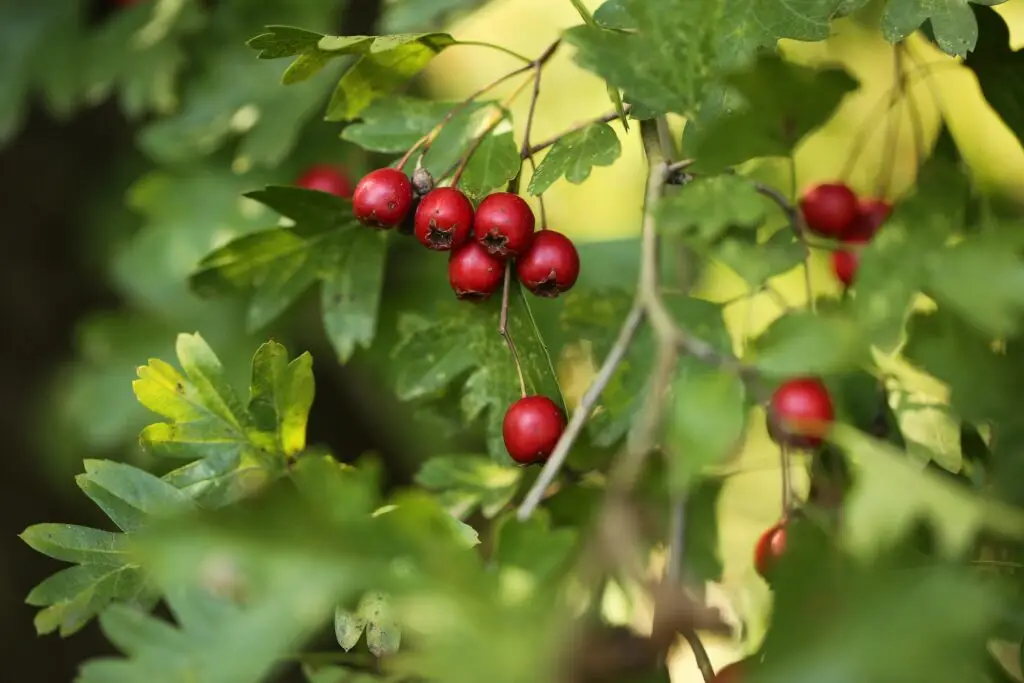 Noch Gelder verfügbar: „Förderprogramm Insektenfreundlicher Garten“ in Langenfeld