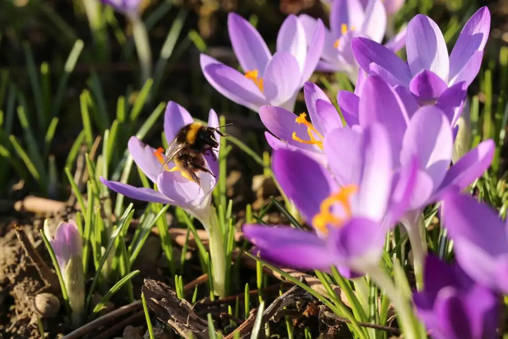 Langenfeld summt!: Gemeinschaftliche Pflanzaktion ,,Blaues Blütenband“ im Freizeitpark Langfort