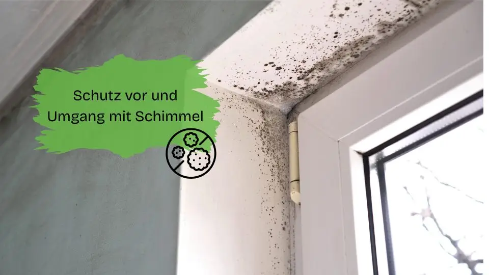 Schutz vor und Umgang mit Schimmel