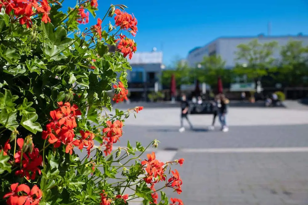 ShoppingMitte wird farbenfroh und schafft gute Laune! 2 ShoppingMitte Langenfeld Blumen in der Stadt 1
