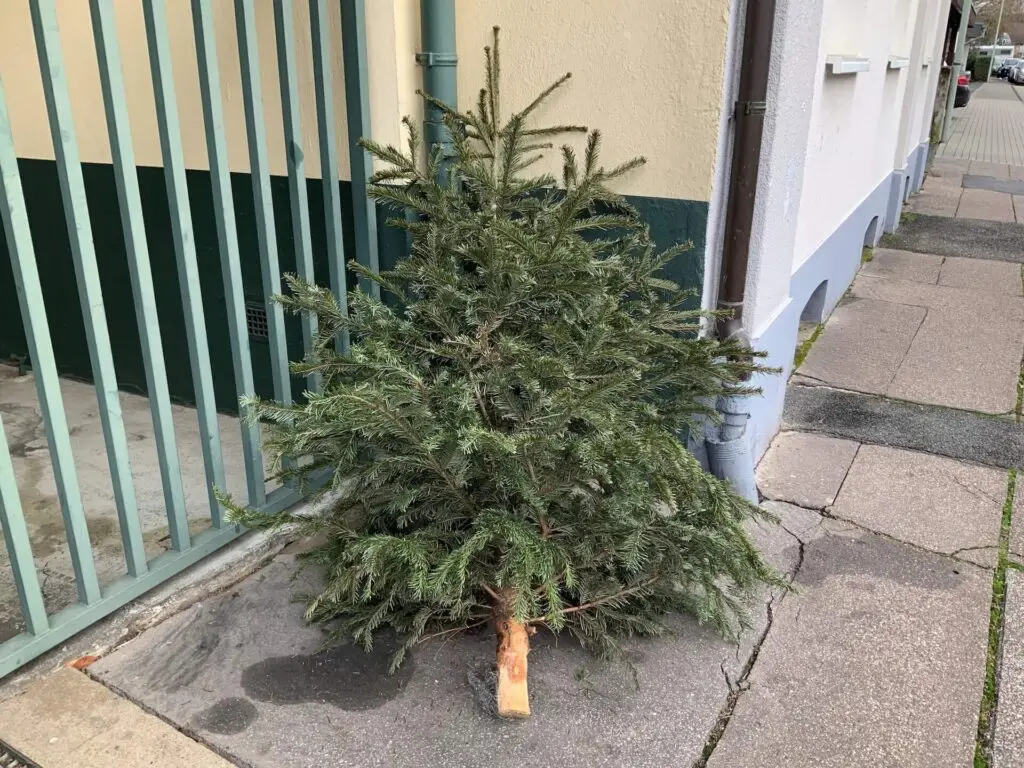 Weihnachtsbäume werden in den kommenden Tagen abgeholt