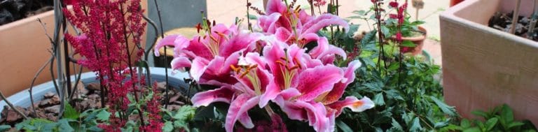 natursteinhof-blumen